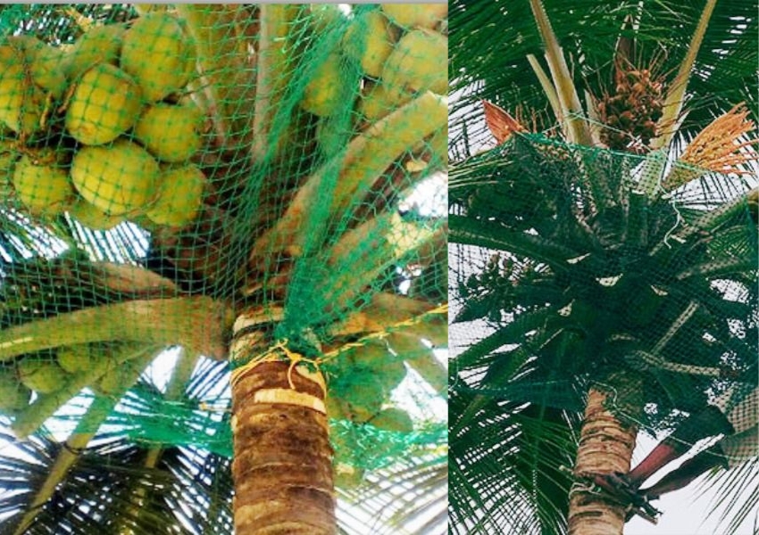 Coconut Safety Nets