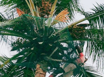 Modern Coconut Safety Net Design