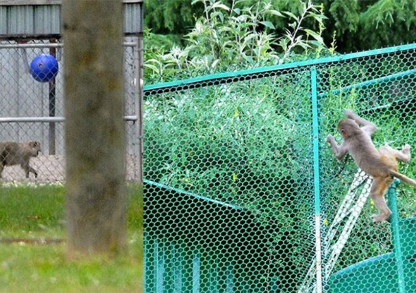 Monkey Safety Nets