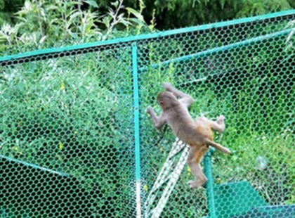 Modern Monkey Safety Net Design