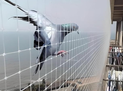 Modern Pigeon Safety Net Design