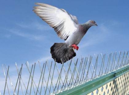 Bird Control Spike Installation